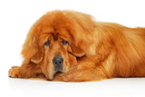 Fototapeta Psy - Tibetan Mastiff dog lying on white background