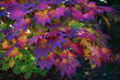 © robertharding - Autumn colours, Westonbirt National Arboretum, Gloucestershire