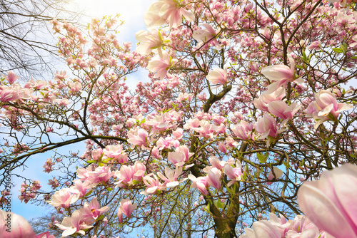 Magnolia blossoms beautifully illuminated by the spring sun