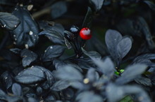 Black Holly And Red Berry