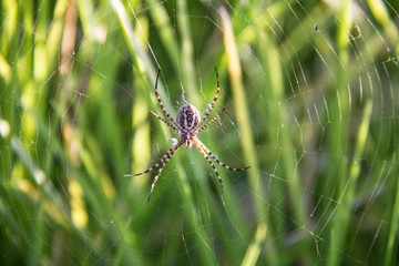 spider to attack