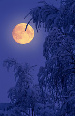 Wall Mural - full moon behind snowy branches.