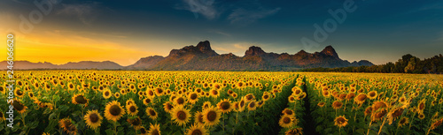 Panorama landscape of sunflowers blooming in the field Fotobehang