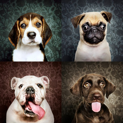 Wall Mural - Set of portraits of adorable puppies