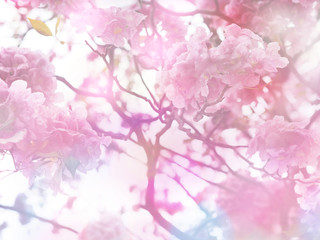 Wall Mural - Pink trumpet flowers with vintage filter effect