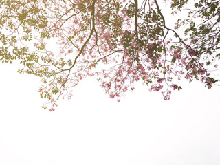 Wall Mural - pink trumpet flowers tree over white background