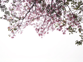 Wall Mural - pink trumpet flowers tree over white background