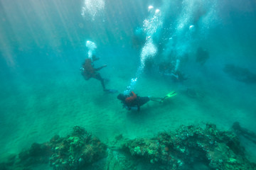  Scuba divers in hawaii on Maui