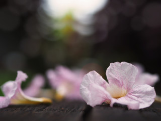 Wall Mural - pink trumpet flowers falling down on wooden bench