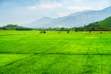 Beautiful Bright Green Rice Fields In Summer