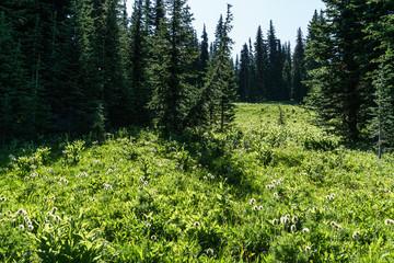 Beautiful view of mountains meadow in summer season Sunny weather blue sky and green forest background