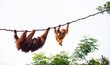 A pair of orangutan at play on vines