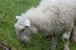 sheep grazing grass