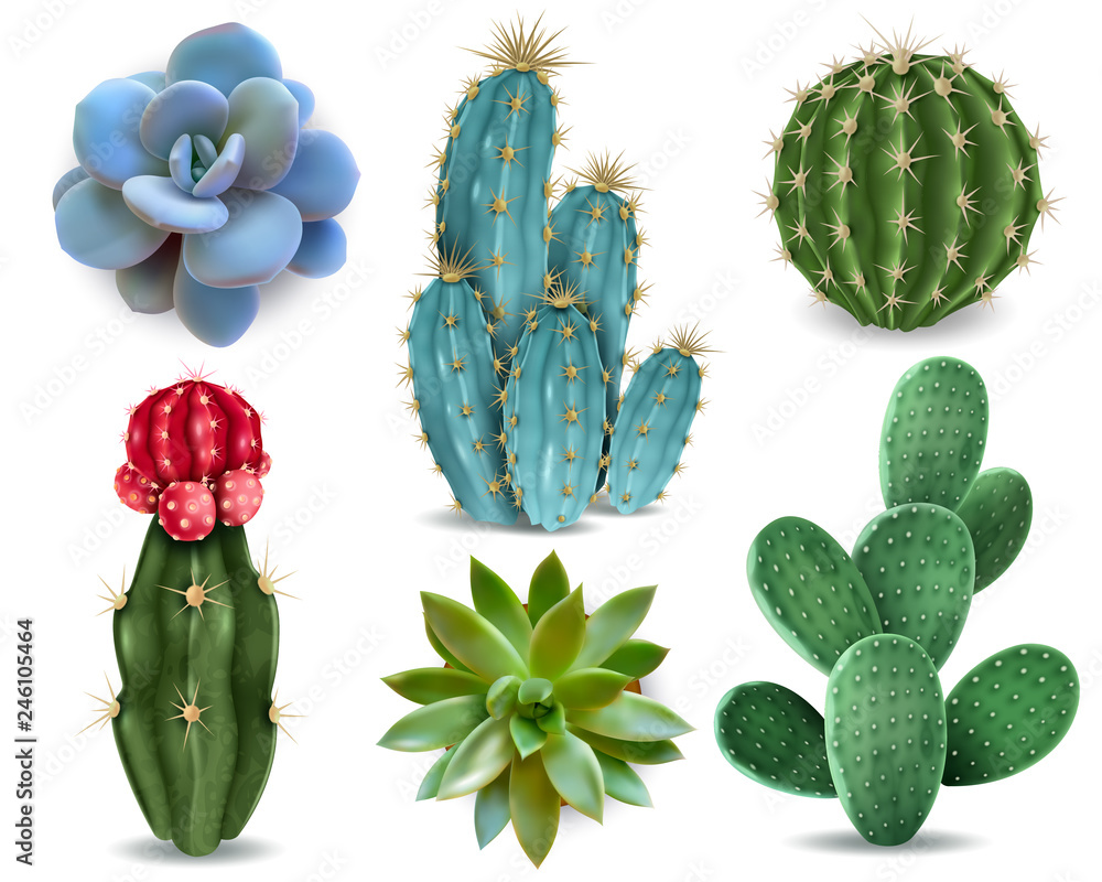Cactus Succulent Realistic Set - obrazy, fototapety, plakaty 