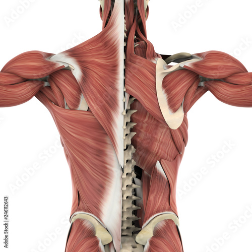 Muscles of the Back Anatomy Fototapet