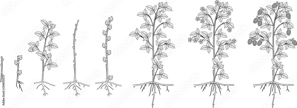 Raspberry Colour Development Chart Coloring page with two year life cycle of raspberry isolated on white ...