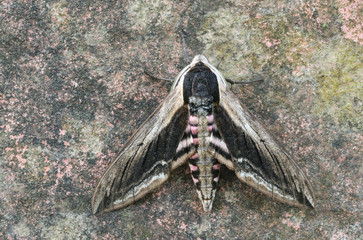 Poster - A stunning Privet Hawk-Moth (Sphinx ligustri) perched on a wall.