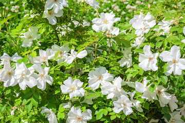 Wall Mural - flowering bush of a rose blooming in white flowers