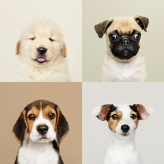 Wall Mural - Portrait collection of adorable puppies