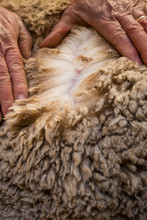 Close Up Image Of The Old Hands Of A Karoo Farmer Checking The Quality Of His Merino Wool Sheep's Wool.