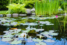 Garden Pond With Water Lilies 