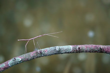 Walking Stick Insect Or Phasmids (Phasmatodea Or Phasmatoptera) Also Known As Stick Insects, Stick-bugs, Walking Sticks, Bug Sticks Or Ghost Insect. Selective Focus, Blurred Background With Copy Space