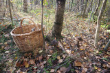 Fototapeta Las - Autumn forest gathering mushrooms by the basket and the birch in the sunlight.