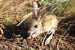 Cute little animal jerboa - rodent mammal living in the steppes