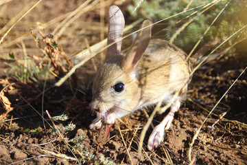 Cute little animal jerboa - rodent mammal living in the steppes