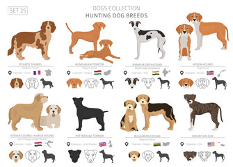 Wall Mural - Hunting dogs collection isolated on white. Flat style. Different color and country of origin