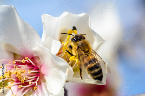 Plakat Pszczoła Kwiat Migdałowego Drzewa Makro- Fotografia