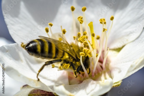 Plakat Pszczoła Kwiat Migdałowego Drzewa Makro- Fotografia