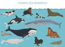 Tundra Biome. Terrestrial Ecosystem World Map. Arctic Sea Mammals Infographic Design