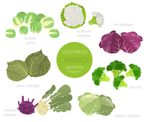 Wall Mural - Cabbage beneficial features graphic set. Gardening, farming infographic, how it grows. Flat style design