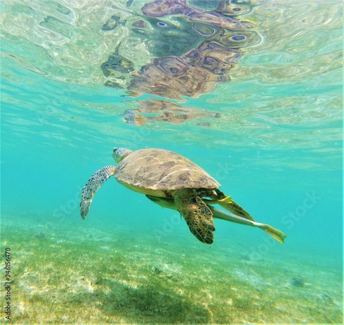 Tortue Verte Chelonia Mydas Qui Nage Avec Sa Remora Stock Photo Adobe Stock Tortue Verte Chelonia Mydas Qui Nage Avec Sa Remora Stock Photo Adobe Stock