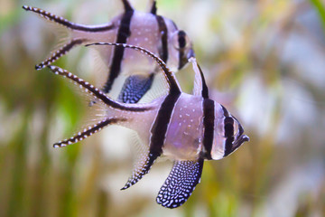 Wall Mural - Banggai cardinalfish - Pterapogon kauderni. Wonderful and beautiful underwater world with tropical fish.