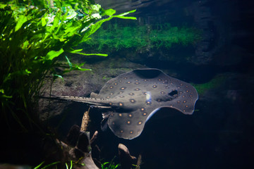 Wall Mural - Motoro stingray - Potamotrygon motoro, in an aquarium