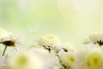 Wall Mural - Chrysanthemums in delicate green tones. Macro. Chrysanthemum flowers on a blurred background with highlights. Flowers design for spring and summer.