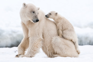 polar bear, northern arctic predator