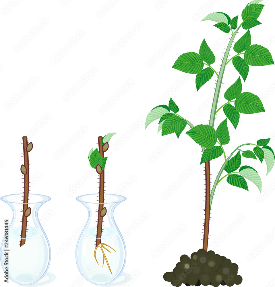 Stem Inside Raspberry Raspberry vegetative reproduction scheme. Growth stages from propagule ...