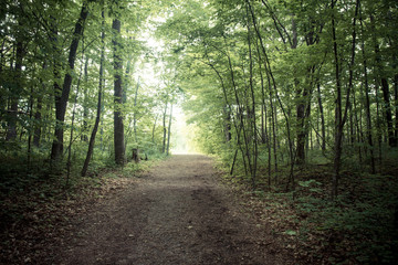 Wall Mural - Dirt path going to a lush forest with thick foliage