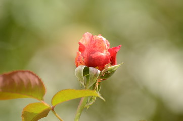 abgeblüht, rose, garten, grün, sommer, natur, Blüte, Knospe, blühend, flower, summer, green, blossom