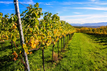 vineyard in autumn (Kaiserstuhl/Baden-Württemberg/Germany)