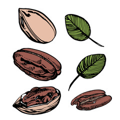 Wall Mural - Pecan nuts and leaves vector hand drawn illustration. Ink sketch of nuts. Hand drawn vector illustration. Isolated on white background.