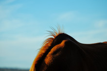 Horse Mane Sticking Up Off Withers With Blue Rural Sky In Background.