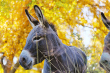 Cute Mini Donkey Under Fall Tree In Farm Pasture Looking Away From Camera. 