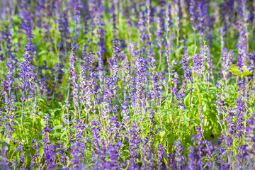 Lavender flowers blossom