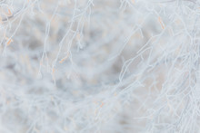 Close Up View Of Icy Frozen Tree Branches With Dry Foliage Hanging Isolated. Beauty Of Winter Season Concept. Horizontal Color Photography.
