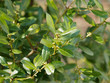 Laurus nobilis - Laurier - Laurier vrai - laurier-sauce - laurier noble ou herbe-aux-couronnes aux feuilles et branches aromatiques et symbolique