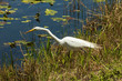 Snowy Egret hunting for food